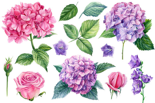 Set of flowers. Rose, hydrangea, bluebell and leaves, watercolor botanical illustration