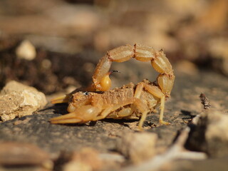 scorpion