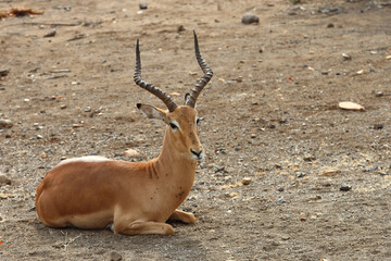 Schwarzfersenantilope / Impala / Aepyceros melampus