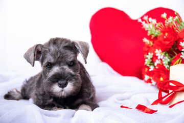 A small bearded miniature schnauzer puppy lying on a bed among red flowers, a heart, a gift. Love for pets. Favorite pets. Valentine's day concept. Pet care.