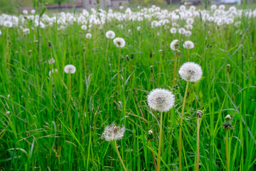 dandelions in green grass close-up across green natural background. Copy space. Springtime season. Field of dandelions	
