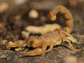 scorpion on the rock