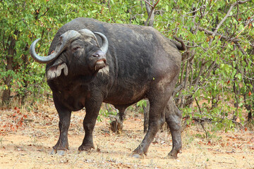 Obraz premium Kaffernbüffel / African buffalo / Syncerus caffer