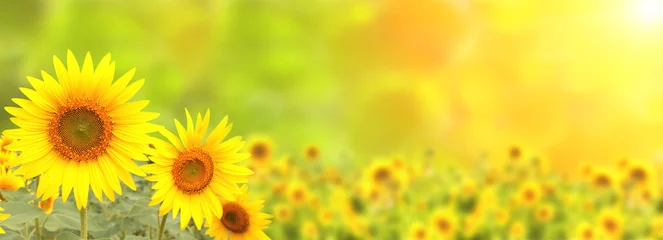 Foto op Plexiglas Sunflower on blurred sunny nature background. Horizontal agriculture summer banner with sunflowers field © frenta