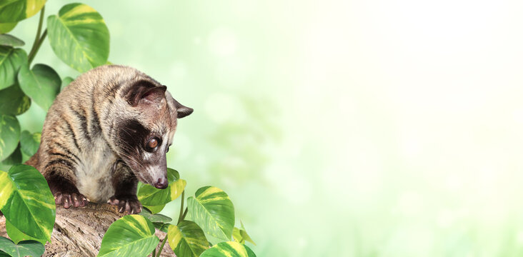Horizontal sunny nature background with Asian Palm Civet (Civet cat). Produces Kopi luwak. Copy space for text