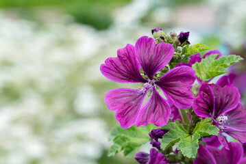 銭葵の花のアップ