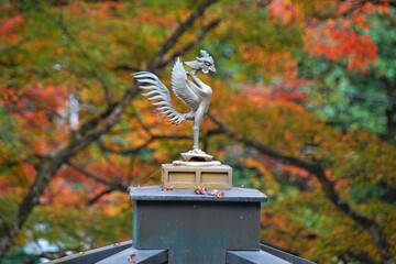 奥嵯峨の紅葉中の愛宕念仏寺の鳳凰