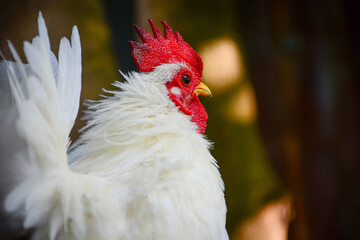 white rooster portrait