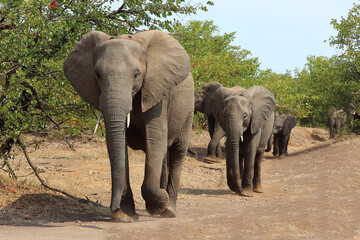 Afrikanischer Elefant / African elephant / Loxodonta africana
