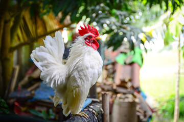 white rooster in the garden