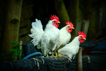 white rooster on the farm