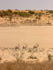 Naklejka na ściany i meble Gemsbok or South African Oryx in the Kgalagadi