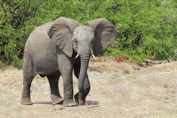 Afrikanischer Elefant / African elephant / Loxodonta africana