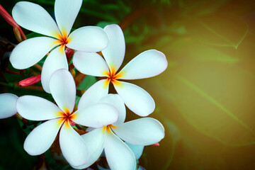 frangipani plumeria flower