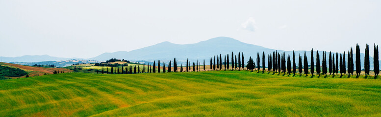 Obraz premium Traditional countryside and landscapes of beautiful Tuscany. Fields in golden colors and cypresses. Holiday, traveling concept. Agro tour of Europe. Vintage tone filter effect with noise and grain.