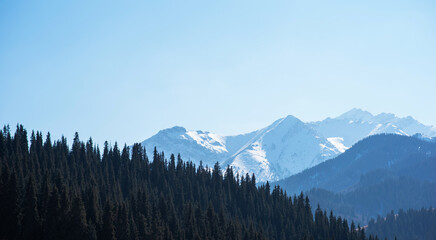 Mountain range with visible silhouettes through the morning fog. The slopes of the mountains are covered with spruce forest. Beauty of wild nature.