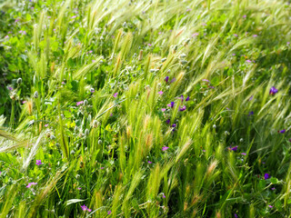 Spring green meadow with grass and flowers