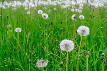 dandelions in green grass close-up across green natural background. Copy space. Springtime season. Field of dandelions	
