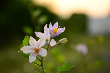 Obraz premium flowers in the garden