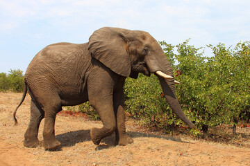 Obraz premium Afrikanischer Elefant / African elephant / Loxodonta africana