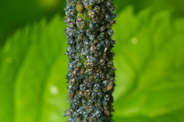 Aphids curled foliage, close up Leaf curled on cherry tree, Prunus sp, caused by Black cherry...