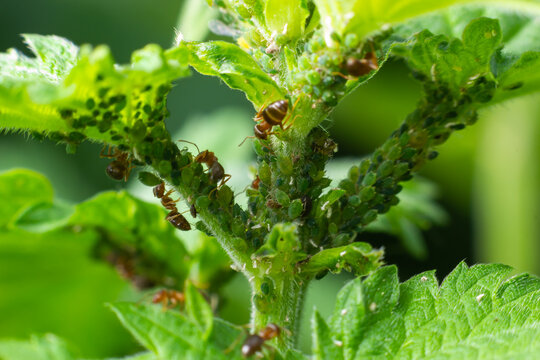 Aphids curled foliage, close up Leaf curled on cherry tree, Prunus sp, caused by Black cherry aphid, black cherry aphid attack under side of leaves