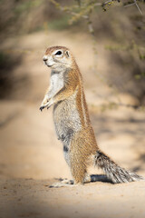 A curious Cape Ground Squirrel keeping watch, Kgalagadi Transfrontier Park, South Africa