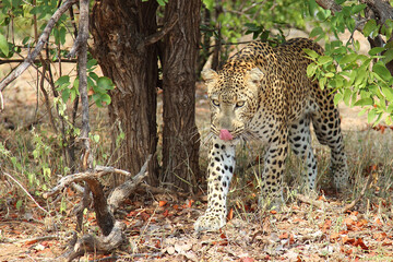 Leopard / Leopard / Panthera pardus.