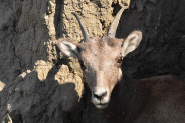 Young Bighorn Sheep Peaking Out of a Hillside