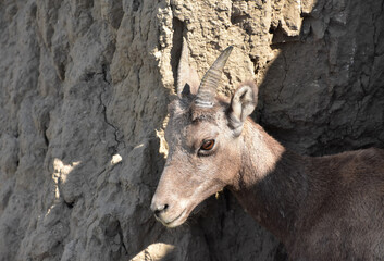 Cute Young Bighorn Sheep Peaking Out of a Hillside Cave