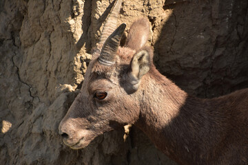 Fantastic Close Up Look at a Juvenile Bighorn Sheep