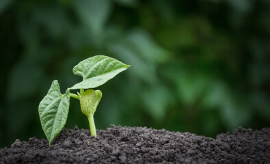 ecology concept background, plant growing out of soil