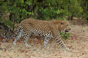 Fototapeta na wymiar Leopard / Leopard / Panthera pardus.