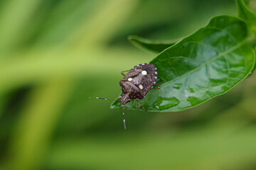 bug on leaf