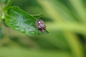 bug on a leaf