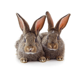 Fototapeta na wymiar Two brown rabbits.