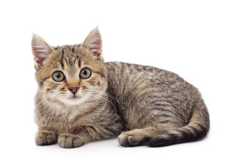 Obraz premium Brown little kitten sitting.