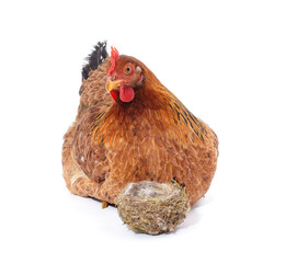 Small brown chicken with a nest.