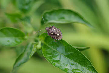 butterfly on leaf