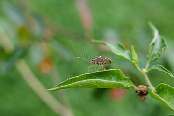 fly on leaf