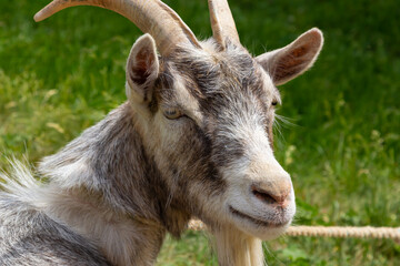 Grey goat portrait on grass background. Horned goat grazing on a green meadow, rural scene