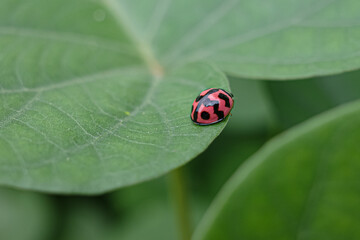 ladybug on leaf