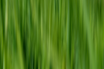Natural background, green grass. Blurred motion. Green grass close-up as a background.