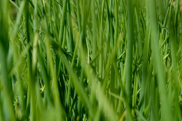 Obraz na płótnie Canvas Green grass close-up as a background. Selective focus.
