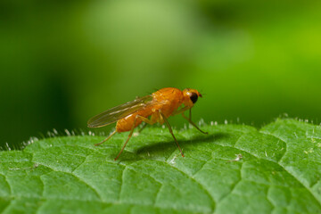 Fototapeta premium Ptecticus trivittatus - soldier fly is a family of Stratiomyidae