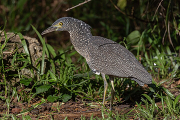 Nature wildlife of Malayan night heron bird shot at Sabah, Malaysia