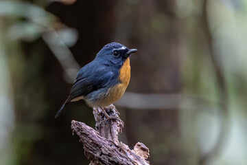 Nature wildlife bird species of Snowy browed flycatcher perch on branch which is found in Borneo