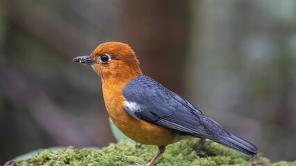 Nature wildlife image of uncommon resident bird Orange-headed thrush in Sabah, Borneo