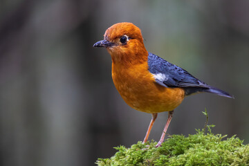Nature wildlife image of uncommon resident bird Orange-headed thrush in Sabah, Borneo