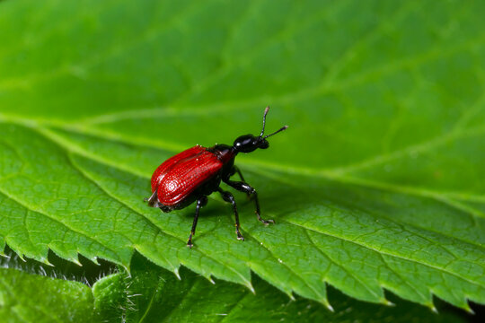 Aerial potato leafhopper, Lilioceris cheni, walks on a green leaf in the woods
